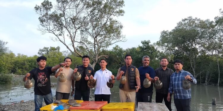 Polisi Polres Batu Bara mengamankan 300 ekor belangkas sebagai barang bukti kasus perdagangan satwa dilindungi