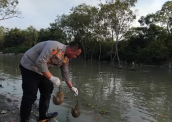 Selamatkan Satwa Dilindungi, Kapolres Batu Bara Lepasliarkan 300 Belangkas di Pantai Sejarah