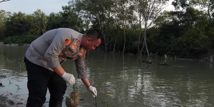Selamatkan Satwa Dilindungi, Kapolres Batu Bara Lepasliarkan 300 Belangkas di Pantai Sejarah