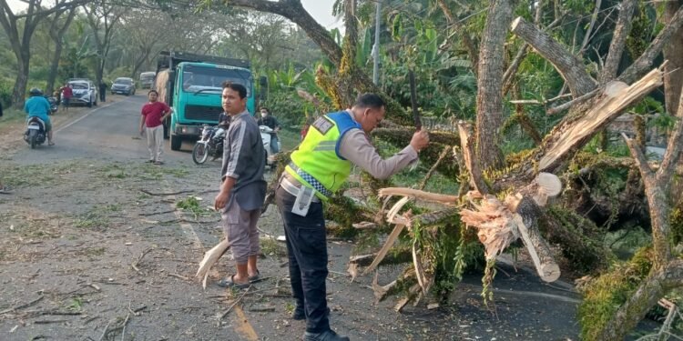 Pohon Tumbang di Sumber Padi, Satlantas Bertindak Cepat: Dinas Perkim-LH Kemana?