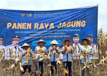 Panen Raya Jagung Lapas Labuhan Ruku Sukses, Dukung Ketahanan Pangan Nasional dan Pembinaan Warga Binaan