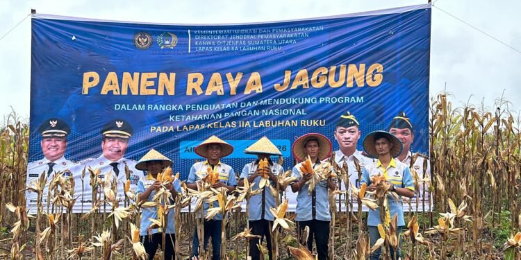 Panen Raya Jagung Lapas Labuhan Ruku Sukses, Dukung Ketahanan Pangan Nasional dan Pembinaan Warga Binaan