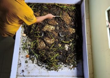Lapas Labuhan Ruku Kembangkan Budidaya Maggot untuk Dukung Ketahanan Pangan dan Peternakan Ayam Kampung