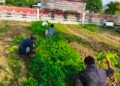 Warga Binaan Lapas Labuhan Ruku Panen 150 Kilogram Kangkung, Wujud Nyata Pembinaan dan Ketahanan Pangan