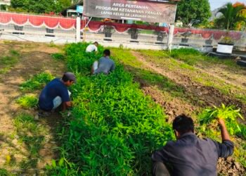 Warga Binaan Lapas Labuhan Ruku Panen 150 Kilogram Kangkung, Wujud Nyata Pembinaan dan Ketahanan Pangan