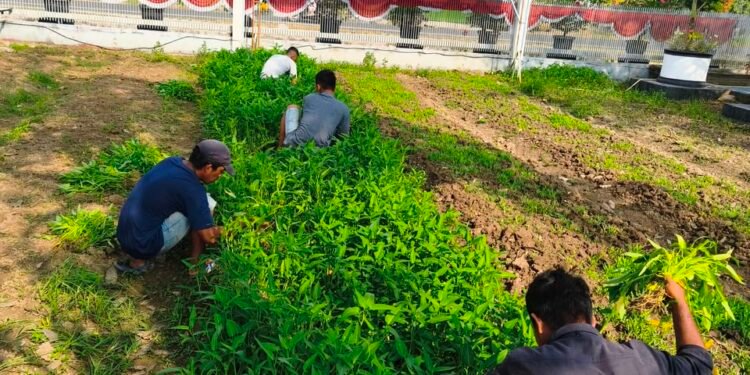 Warga Binaan Lapas Labuhan Ruku Panen 150 Kilogram Kangkung, Wujud Nyata Pembinaan dan Ketahanan Pangan