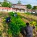 Warga Binaan Lapas Labuhan Ruku Panen 150 Kilogram Kangkung, Wujud Nyata Pembinaan dan Ketahanan Pangan