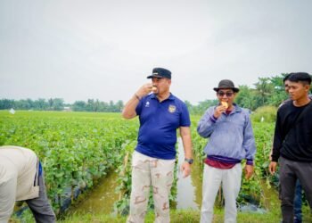Panen 25 Ton Melon di Air Putih, Bupati Batu Bara Dorong Hortikultura Dukung Program MBG