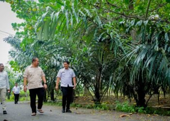 Bidik Potensi 800 Ribu Bibit Aren, Bupati Baharuddin Siapkan Penanaman 16 Ribu Pohon di Batu Bara